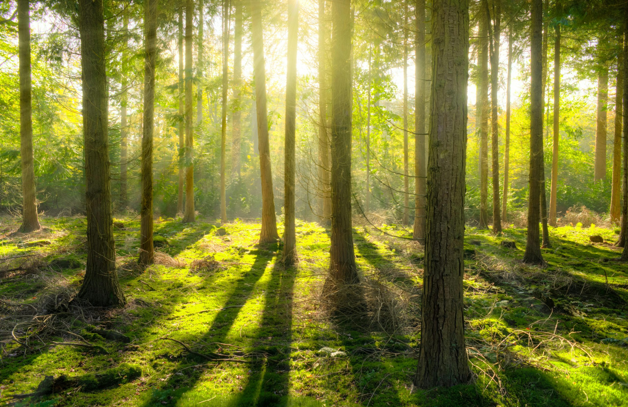 Metsä ei kysy mitään – siksi se parantaa